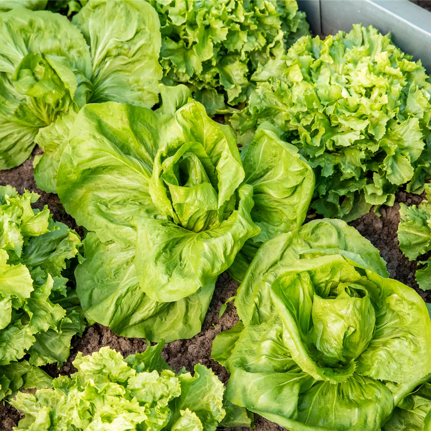Gemüse - Grüner Radicchio-Salat