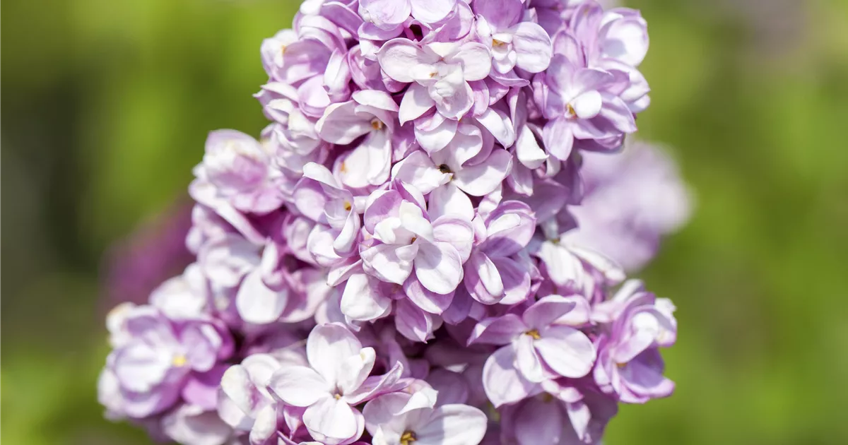 Syringa vulgaris