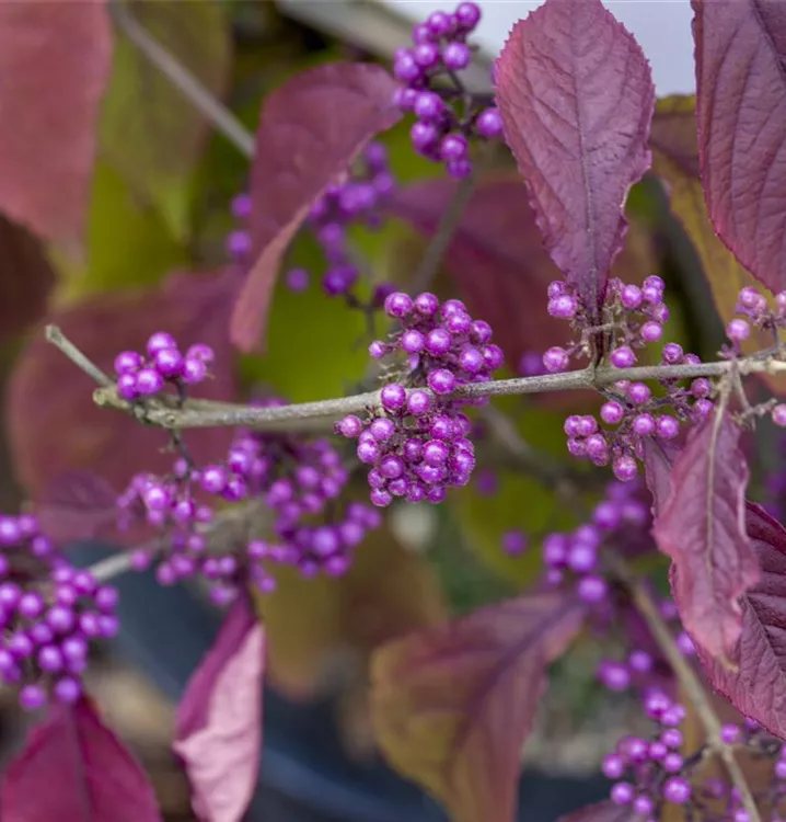 Callicarpa giraldii bodinieri var Seeds Schönfrucht, Beautyberry / 100 Samen Callicarpa giraldii bodinieri var Seeds Schönfrucht, Beautyberry / 100 Samen