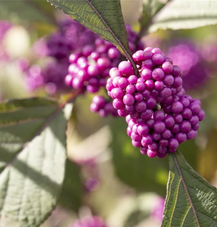 Callicarpa giraldii bodinieri var Seeds Schönfrucht, Beautyberry / 100 Samen Callicarpa giraldii bodinieri var Seeds Schönfrucht, Beautyberry / 100 Samen