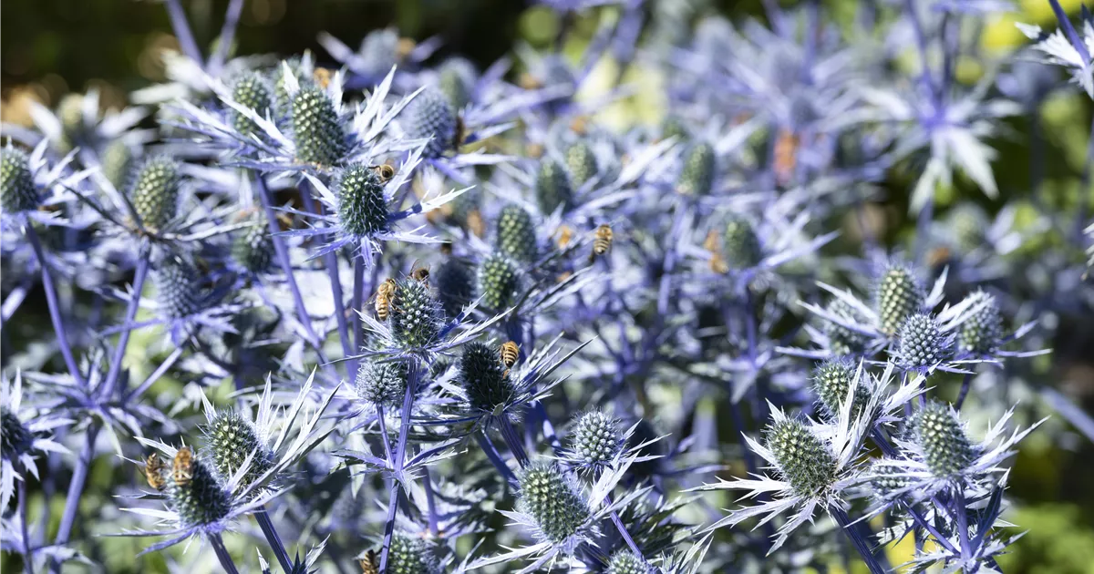 Eryngium planum 'Magical Anita'