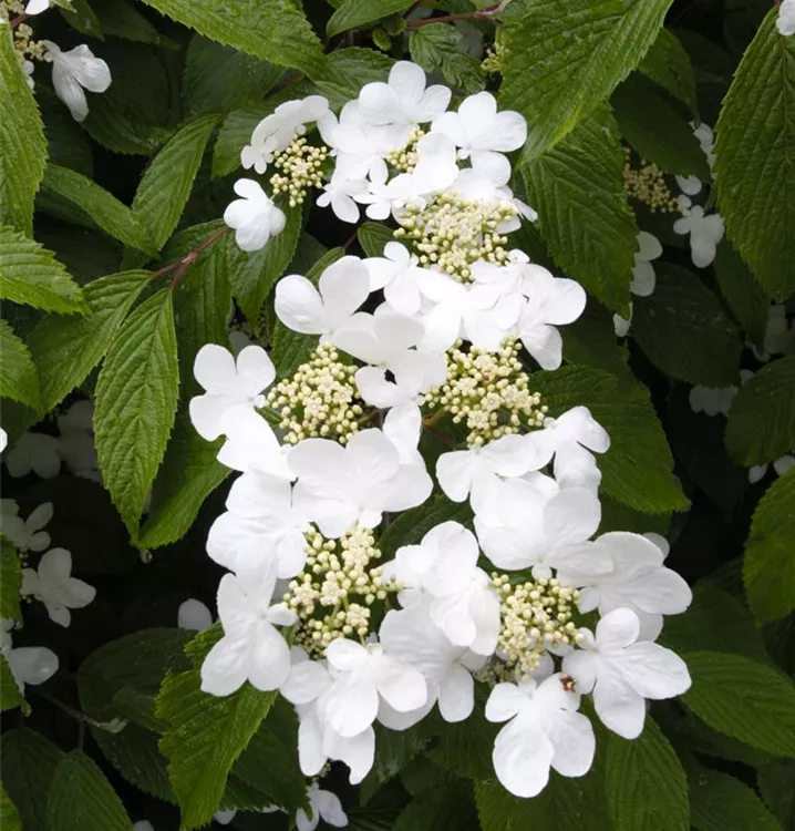 Viburnum plicatum "Summer Snowflake" 30-40 cm 