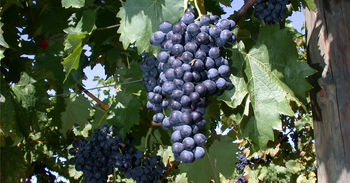 Vitis 'Regent'