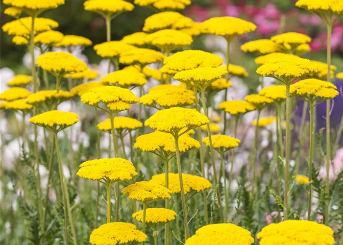 Achillea Clypeolata Little Moonshine