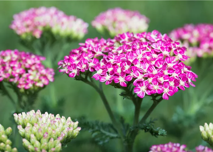 Achillea Clypeolata Little Moonshine