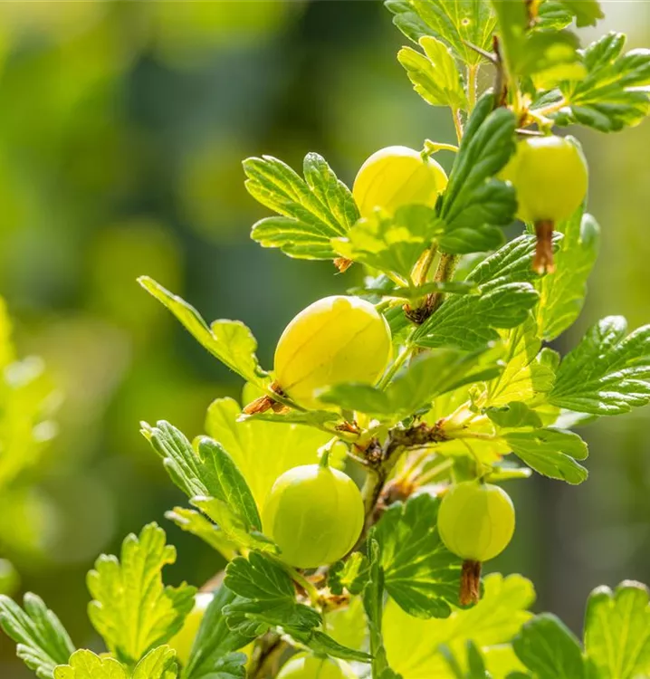 Ribes uva-crispa \'Hinnonmäki gelb\' CAC | Obstbäume & Gemüsepflanzen