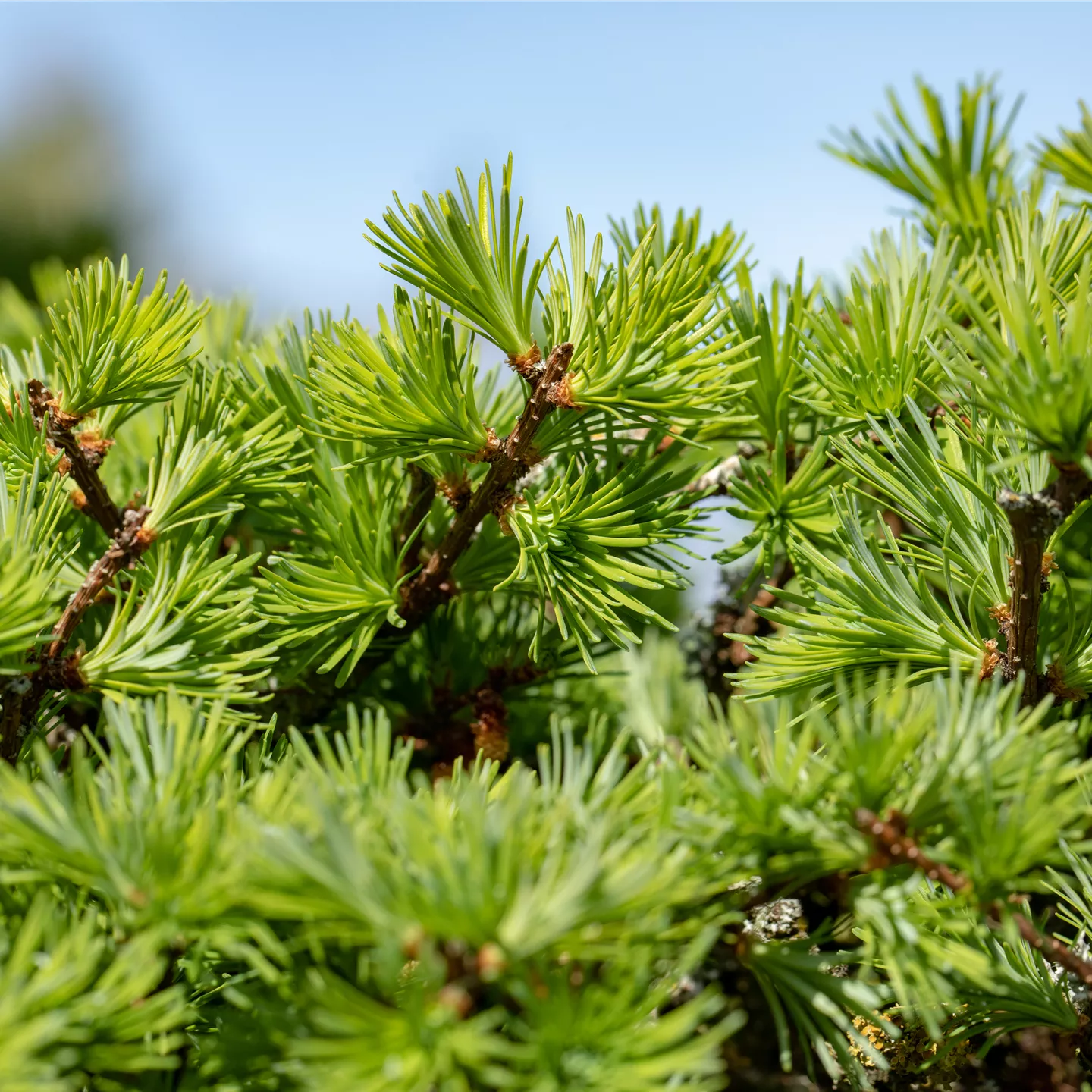Nadelgehölze kaufen Garten Sauer