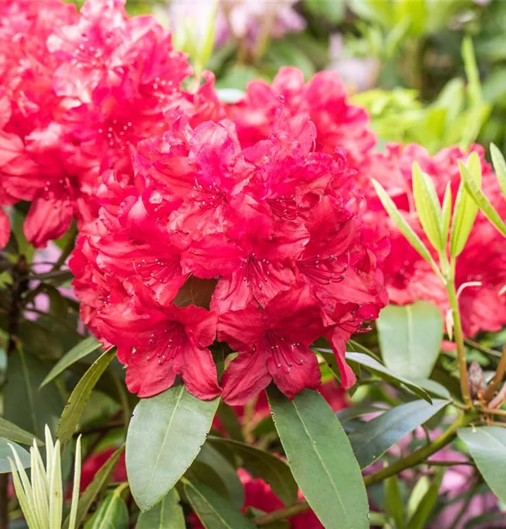 Rhododendron 'Blinklicht'  Rhododendron 'Blinklicht' - Van den