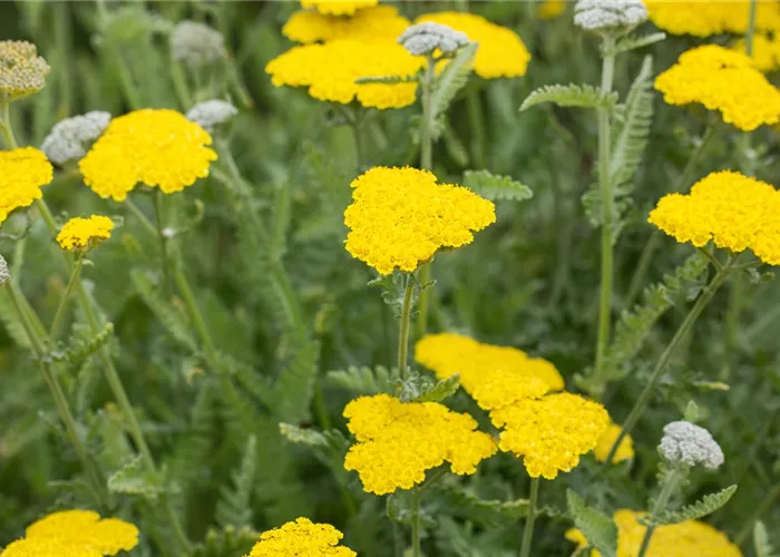 Achillea Clypeolata Little Moonshine