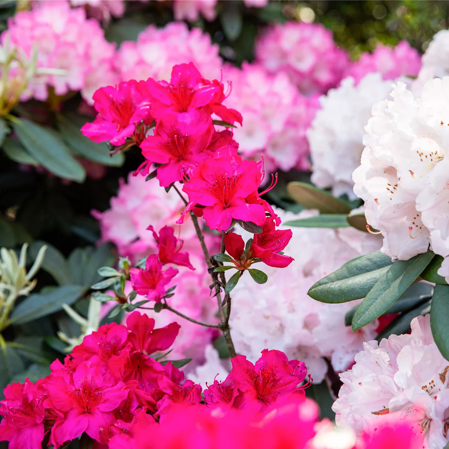 Rhododendron, pink, weiß und rosa
