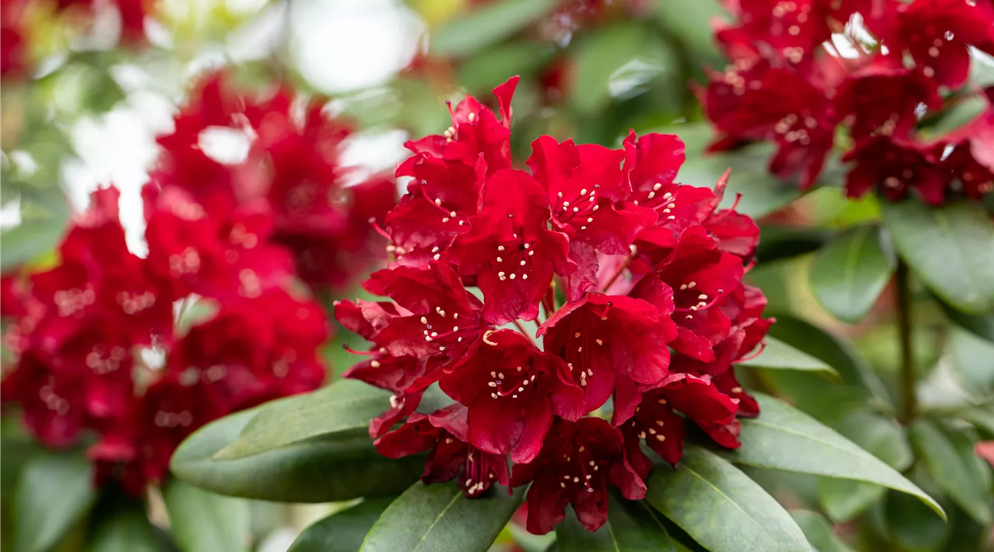 Rhododendron 'Sammetglut'