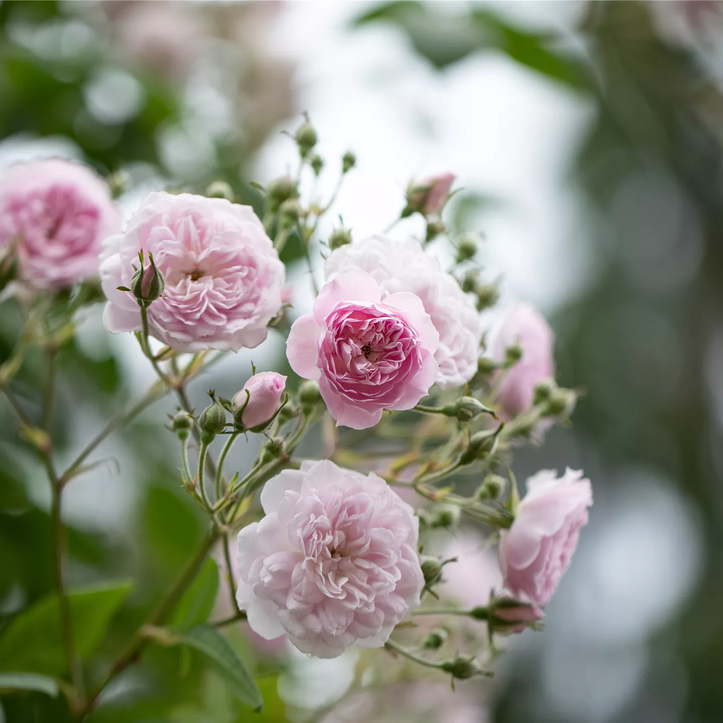 Rosa multiflora 'Laure Davoust'