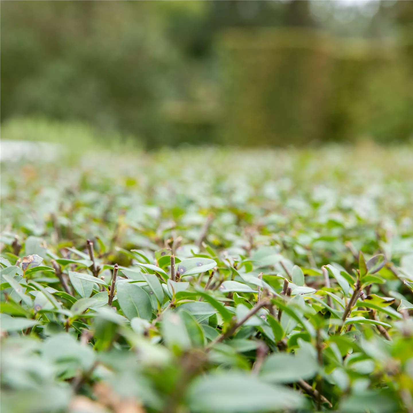 Liguster-Hecke