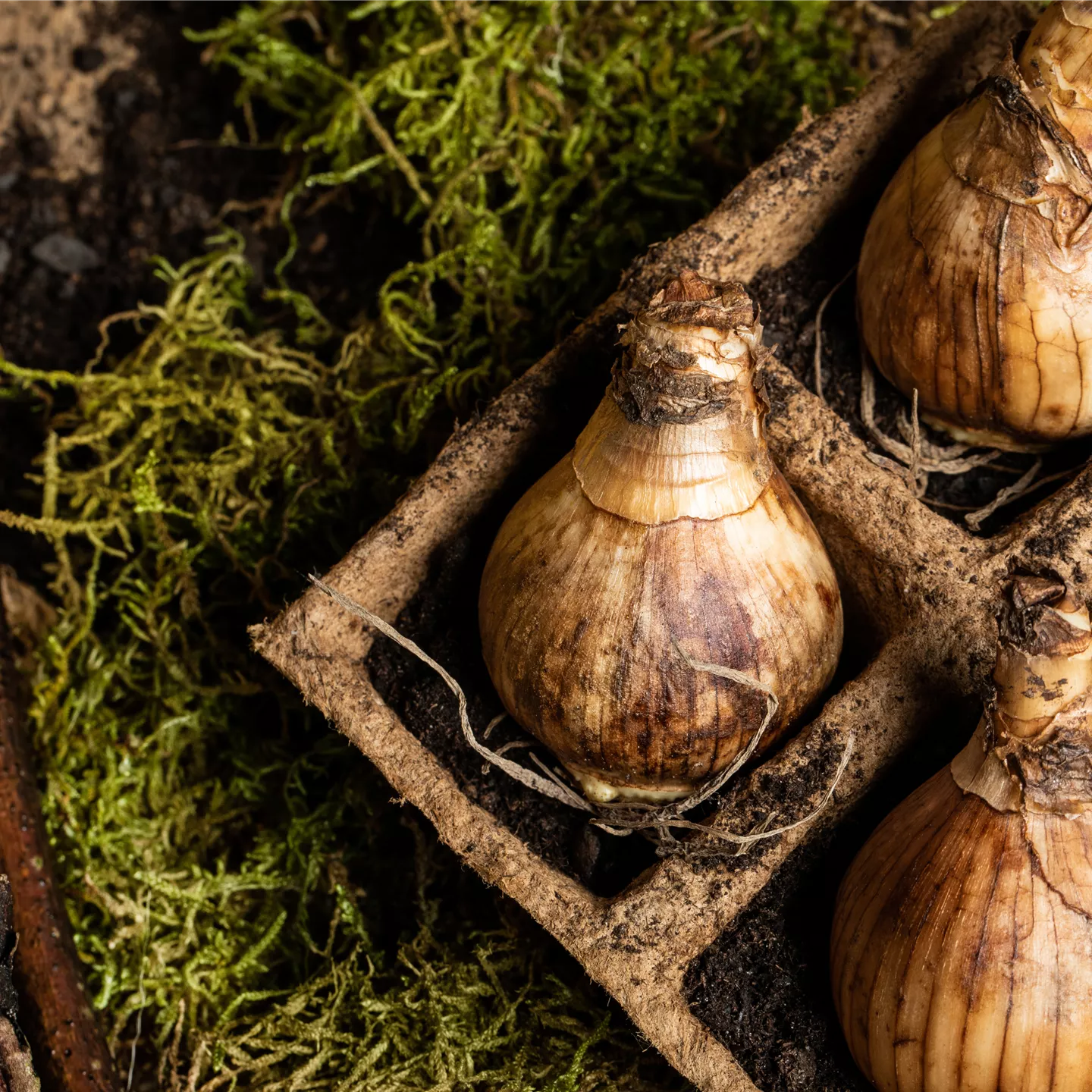 Sämereien und Blumenzwiebeln kaufen bei Garten Sauer