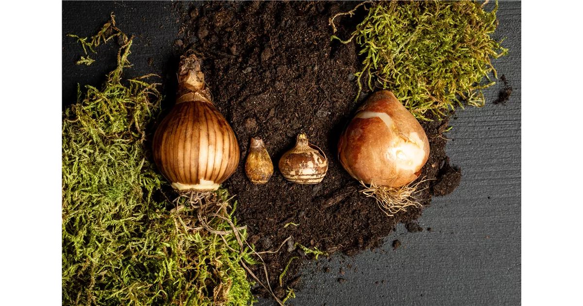 Sämereien und Blumenzwiebeln kaufen bei Garten Sauer