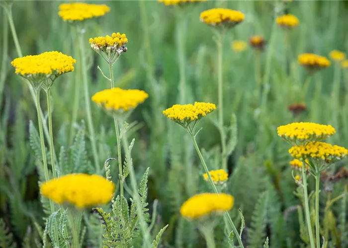 Achillea Clypeolata Little Moonshine
