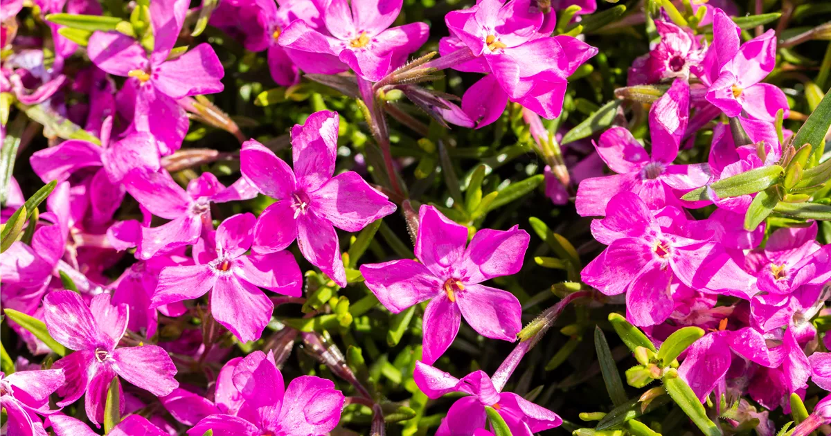 Phlox subulata 'Atropurpurea'