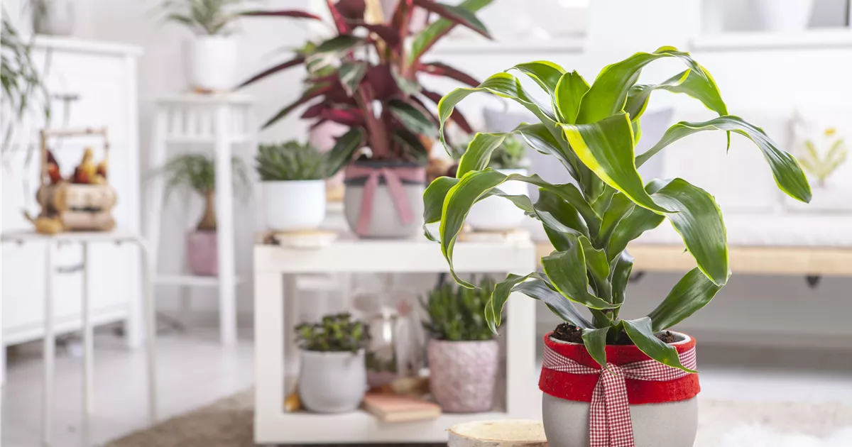 Dracaena fragrans 'Dorado'