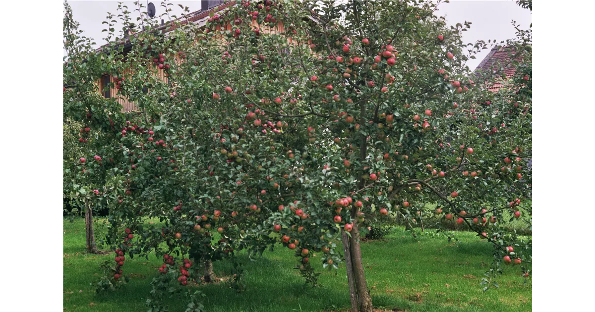 Obstbäume im Herbst pflanzen!