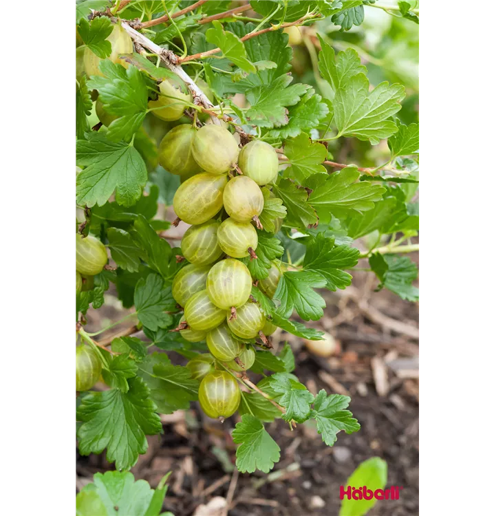Ribes uva-crispa \'Hinnonmäki gelb\' CAC