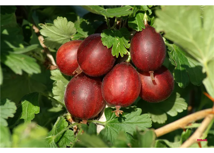 Ribes uva-crispa 'Hinnonmäki gelb' CAC