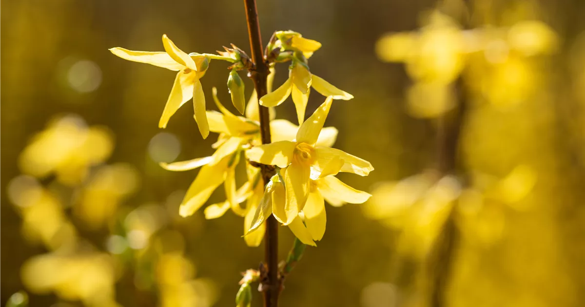 Forsythia intermedia 'Spectabilis'
