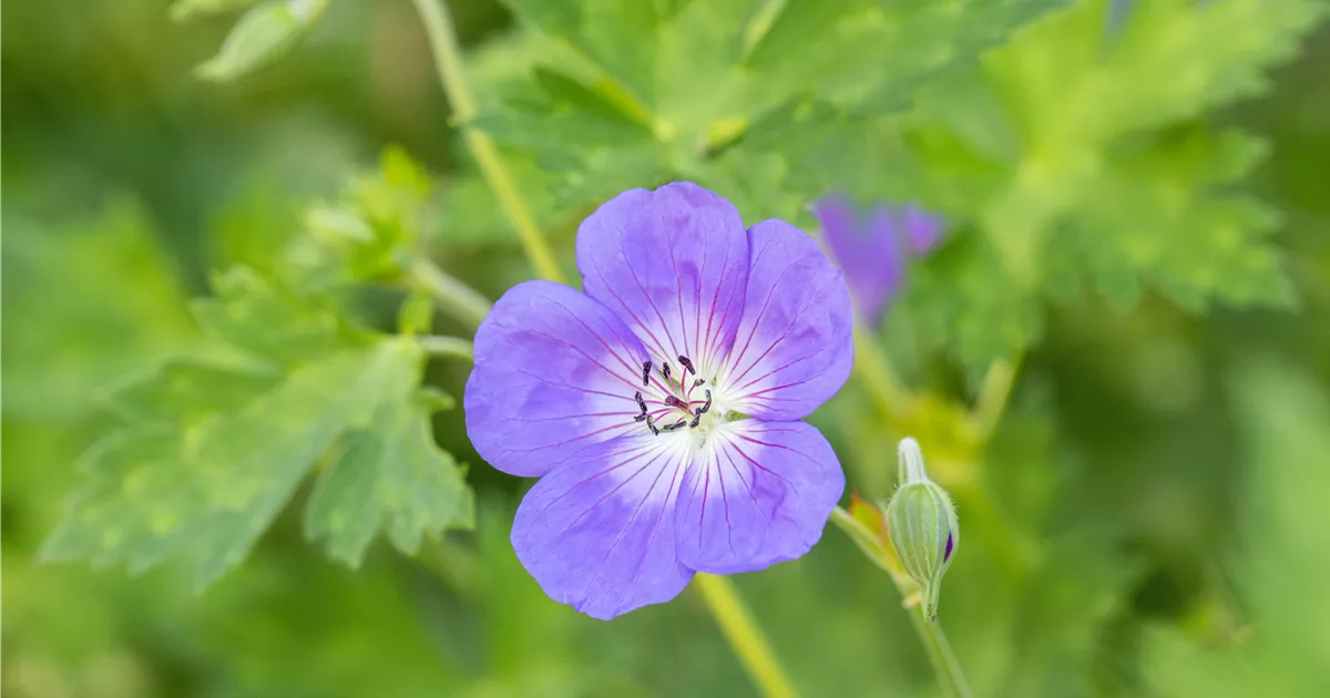 Geranium wallichianum 'Rozanne' R