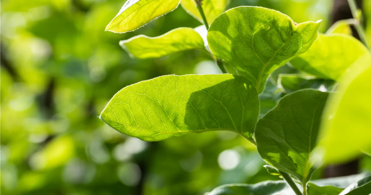 Cydonia 'Cydora Robusta' S CAC