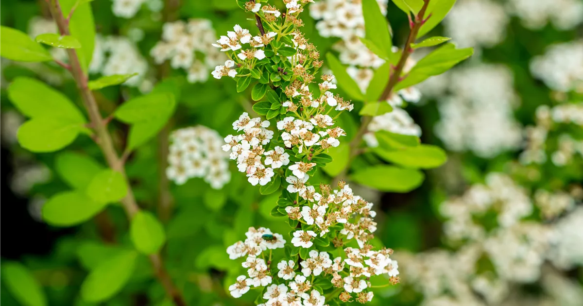 Spiraea nipponica 'Snowmound'