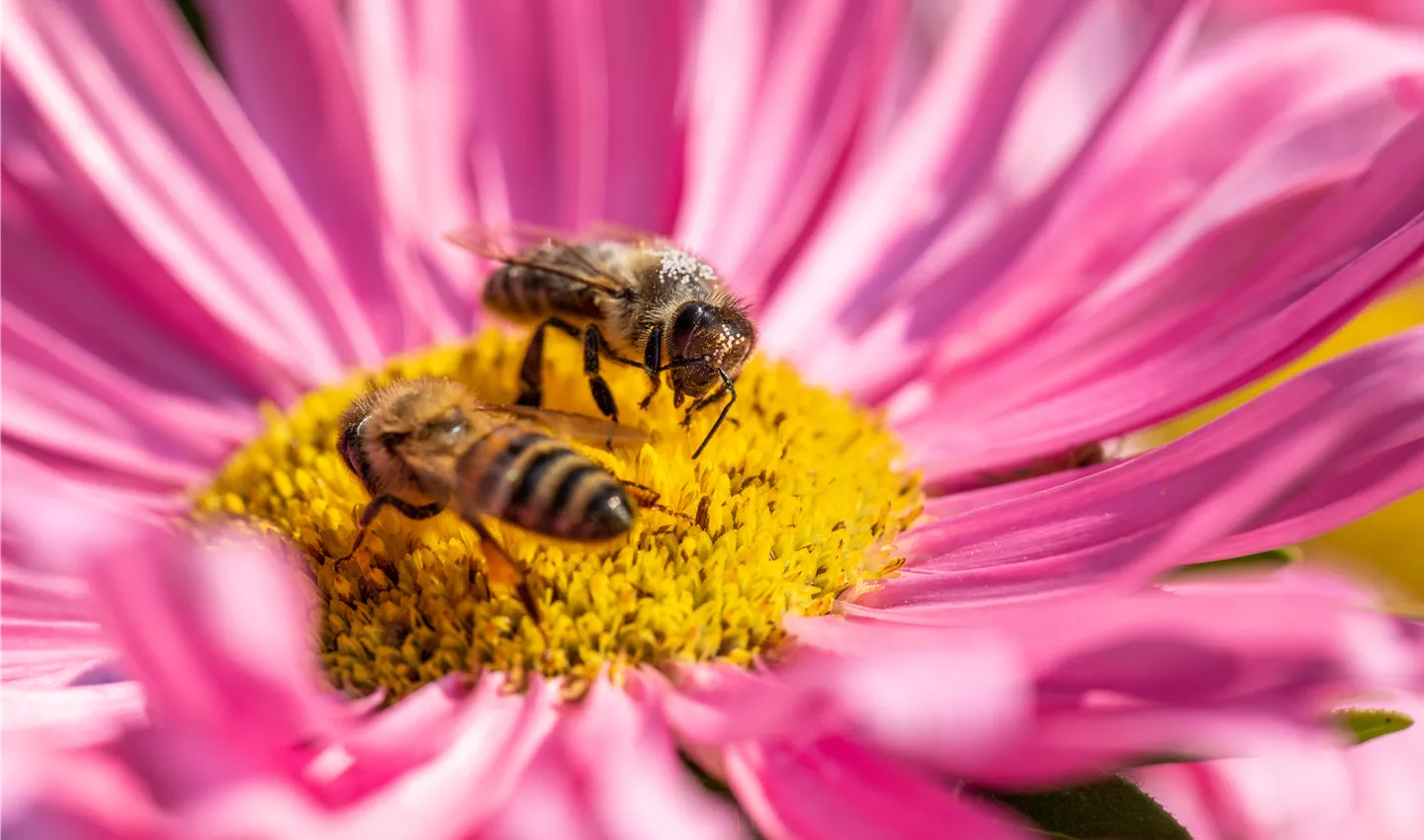 Bienenfreundliche Pflanzen bieten ausreichend Nahrung