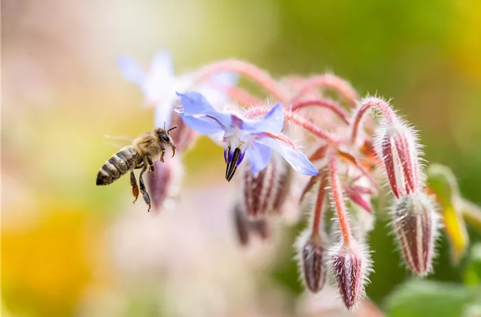Wildpflanzen wie Borretsch sind beliebte Bienenpflanzen