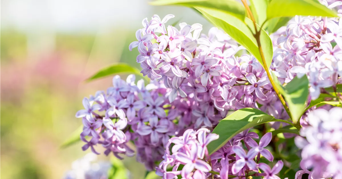 Syringa chinensis 'Saugeana' BESONDERHEIT!!