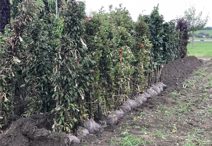 Ihre Gartenbaumschule Sauer in Murnau Garten Sauer