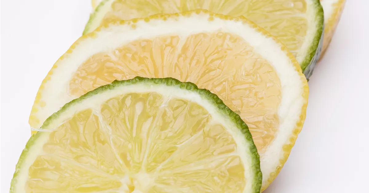 Citrus limetta 'Romana'