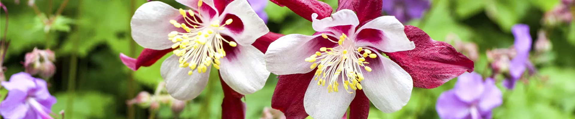 Aquilegia caerulea Aquilegia caerulea