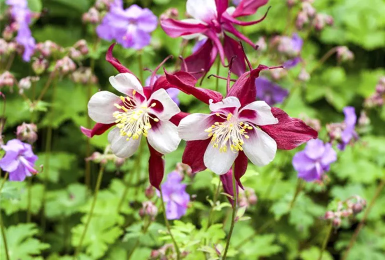 Aquilegia caerulea Aquilegia caerulea