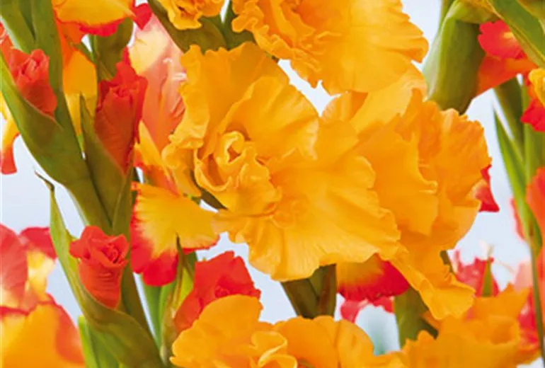 210157_af781 210157_af781