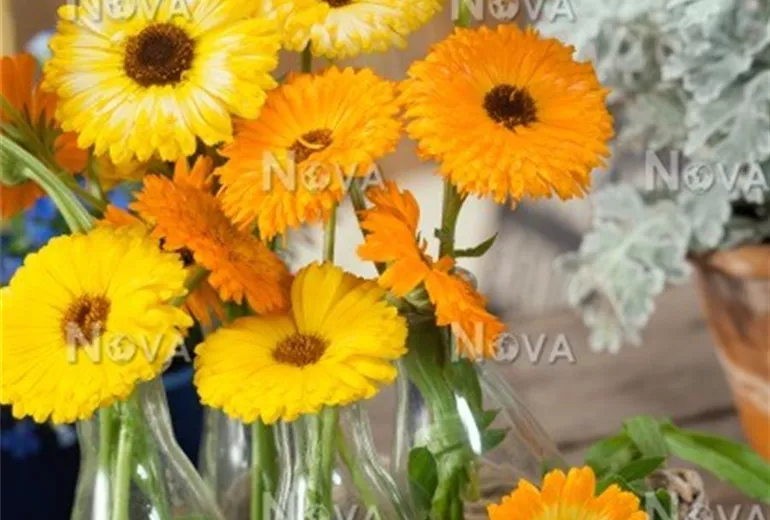 Calendula-officinalis-Mischung-4519CC Calendula-officinalis-Mischung-4519CC