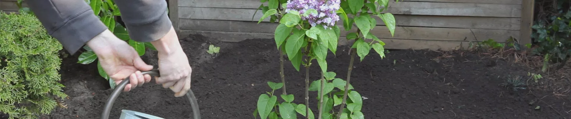 Flieder - Einpflanzen im Garten (thumbnail) Flieder - Einpflanzen im Garten (thumbnail)