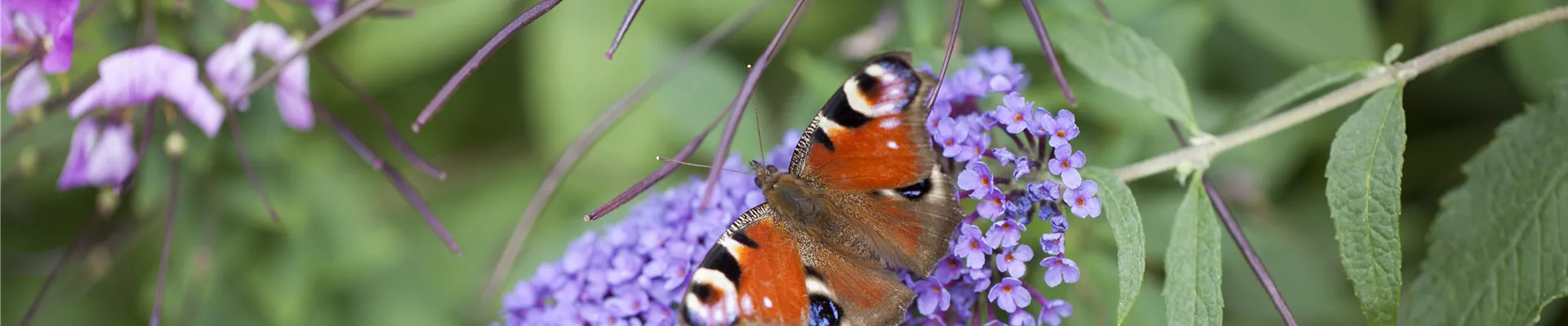 Buddleja davidii, blau Buddleja davidii, blau