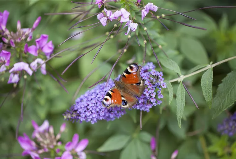 Buddleja davidii, blau Buddleja davidii, blau