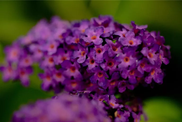 Buddleja davidii Buddleja davidii