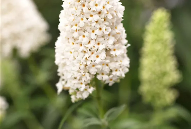 Buddleja davidii Buddleja davidii
