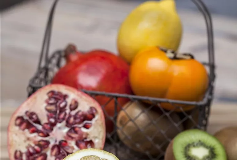 Diospyros kaki Diospyros kaki