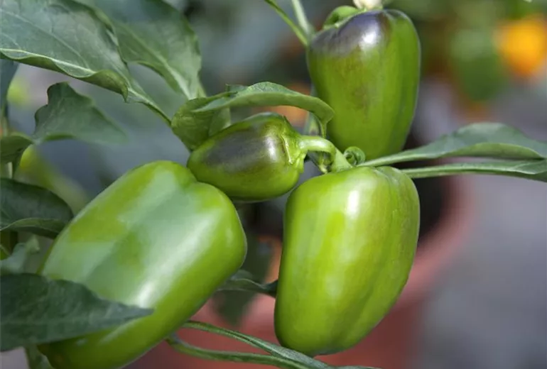 Capsicum annuum