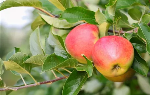 Apfelbaum kaufen bei Garten Sauer in Murnau
