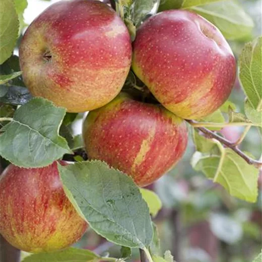 Malus 'Boskoop' CAC Malus 'Boskoop' CAC