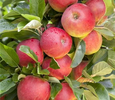 Malus 'Rewena' -S- CAC Malus 'Rewena' -S- CAC