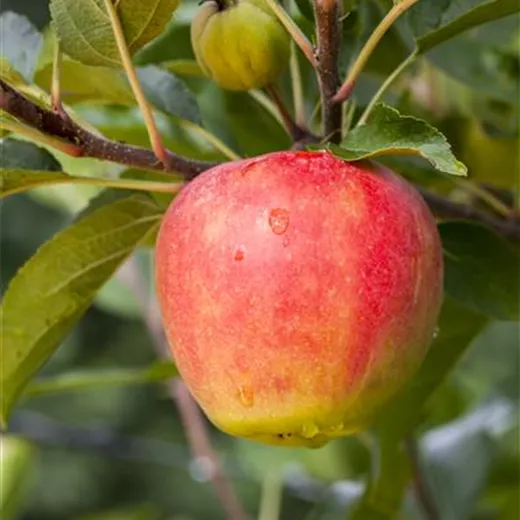 Malus 'Rebella' -S CAC Malus 'Rebella' -S CAC