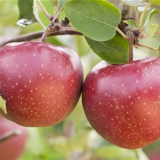 Malus 'Rote Sternrenette' CAC Malus 'Rote Sternrenette' CAC